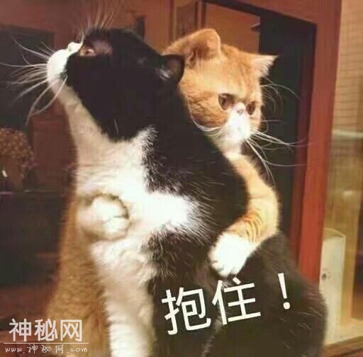 动物表情包-3.jpg