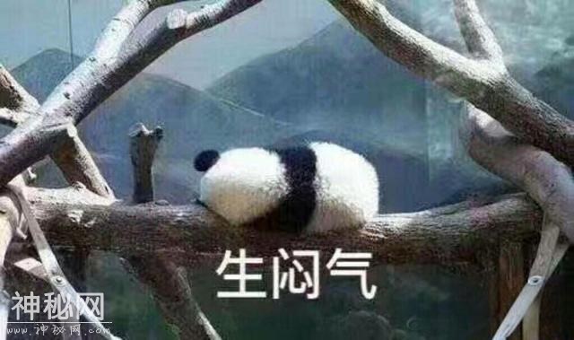 动物表情包-2.jpg