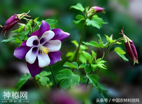 健康养生，活血儆瘀，止痛止血——耧斗菜的栽培技术-2.jpg
