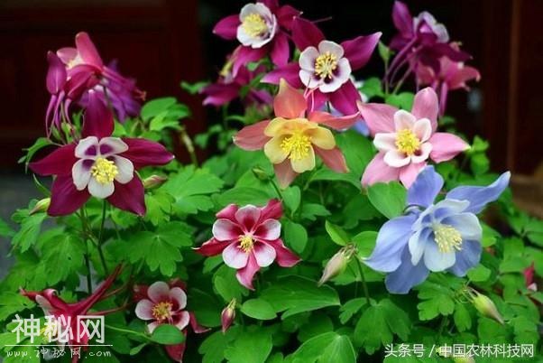 健康养生，活血儆瘀，止痛止血——耧斗菜的栽培技术-6.jpg