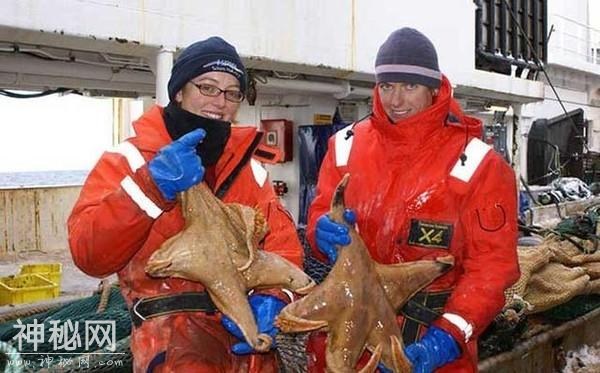直击七种全球罕见的巨无霸动物，第三个在古代会被当做河妖！-2.jpg