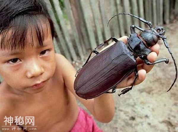 直击七种全球罕见的巨无霸动物，第三个在古代会被当做河妖！-1.jpg