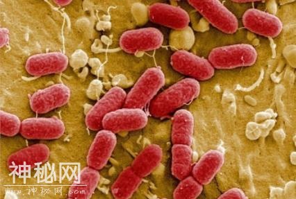 哪些食物易“潜伏”细菌？“潜伏”于食物中的细菌-4.jpg