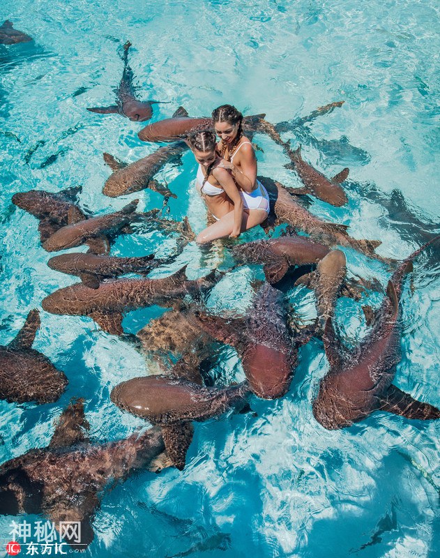 巴哈马群岛美女海中与鲨鱼群戏水-3.jpg