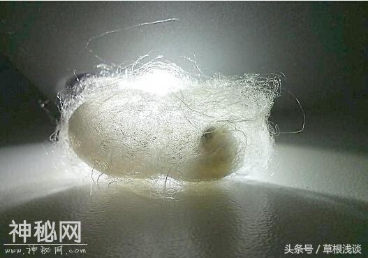 用细菌生产“蚕丝”简直跟真的一样-5.jpg