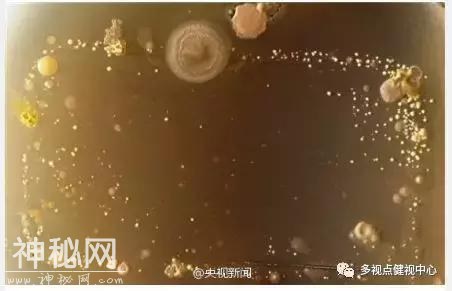 手机不仅伤害视力还暗藏大量恶心的细菌，看完之后都没胃口吃饭了-7.jpg