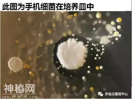 手机不仅伤害视力还暗藏大量恶心的细菌，看完之后都没胃口吃饭了-3.jpg