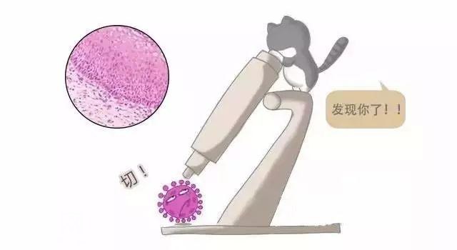 当HPV疫苗出现后，HPV病毒的生活发生了什么样的变化？-6.jpg