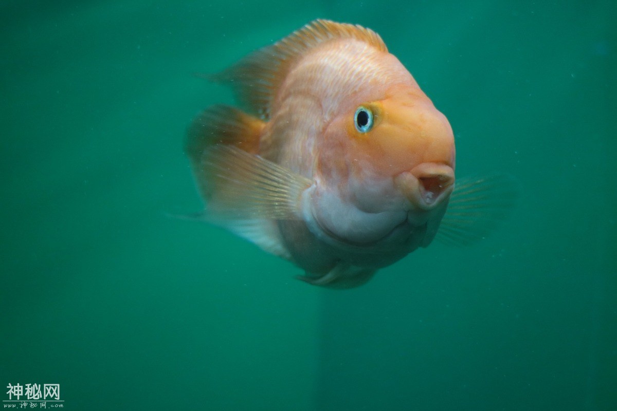 图虫摄影：生物-1.jpg