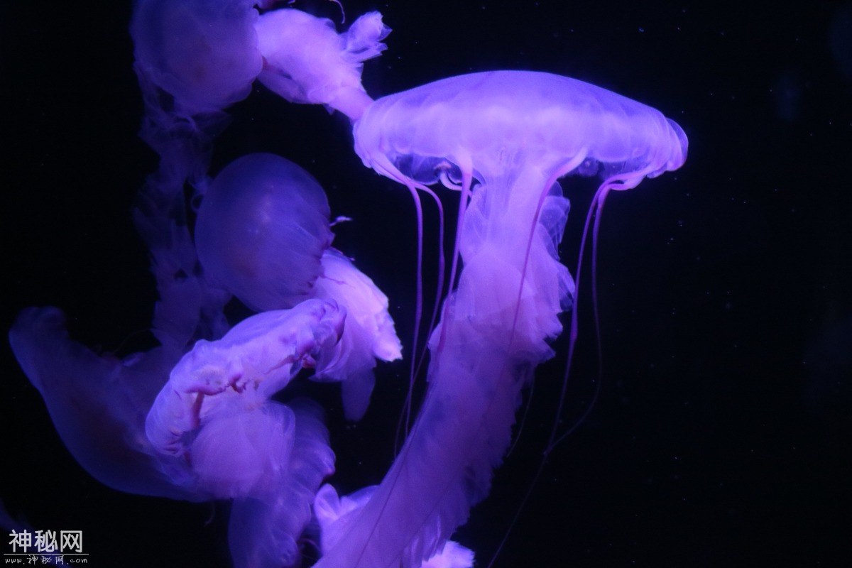 图虫摄影：生物-7.jpg