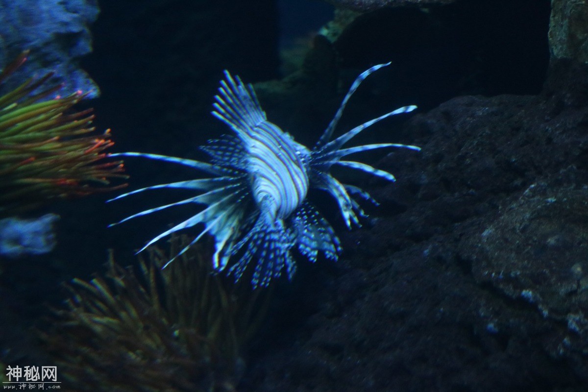 图虫摄影：生物-6.jpg
