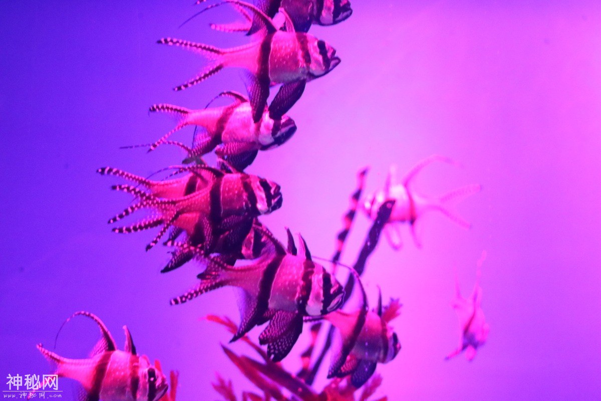 图虫摄影：生物-5.jpg