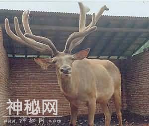 生物图集：马鹿-6.jpg