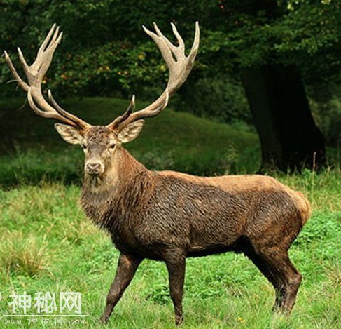 生物图集：马鹿-3.jpg