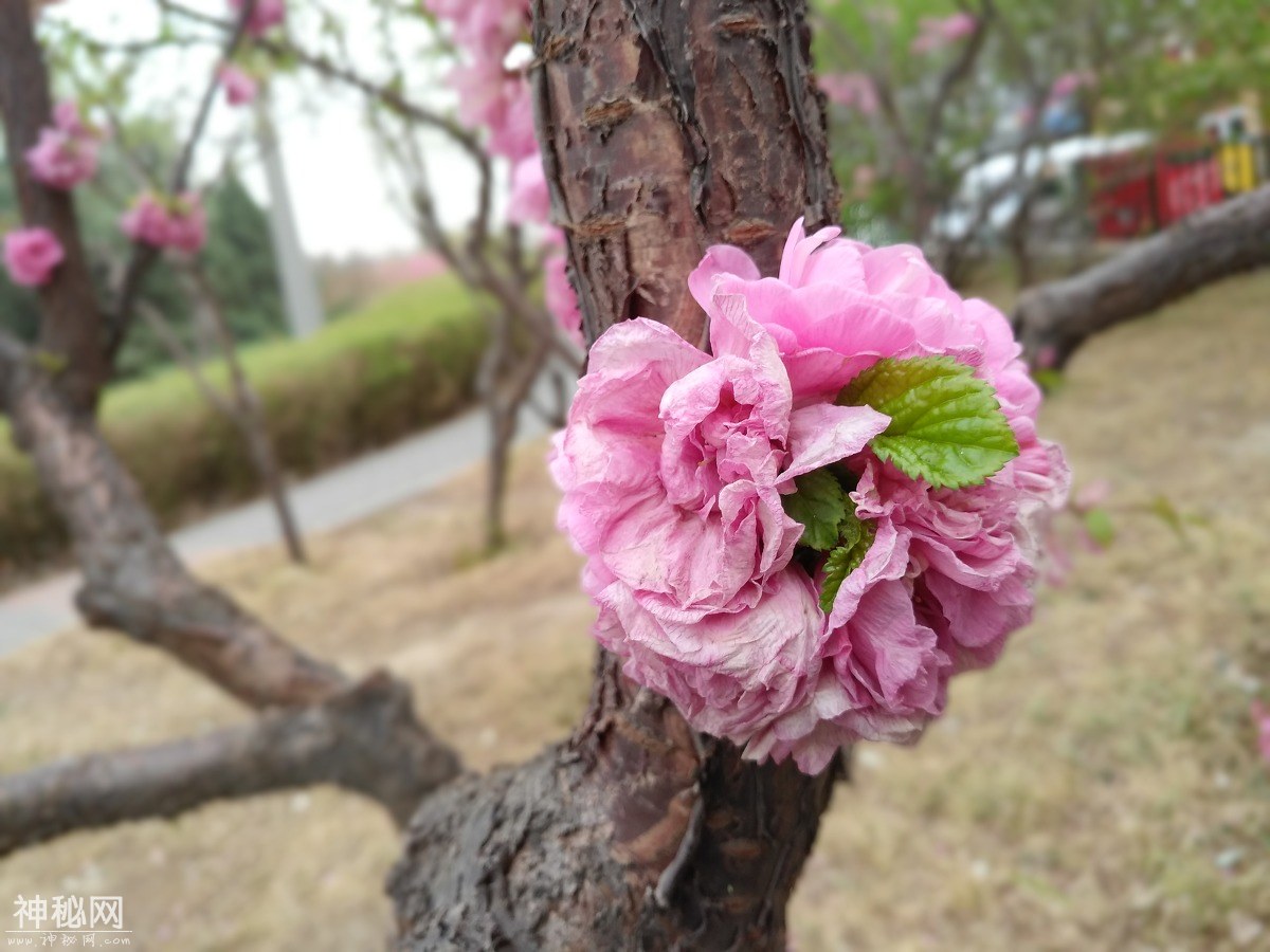 图虫人文摄影：OLD F-2.jpg