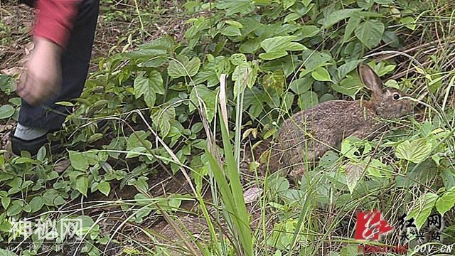 郴州永兴：一批缴获野生动物放归自然-4.jpg