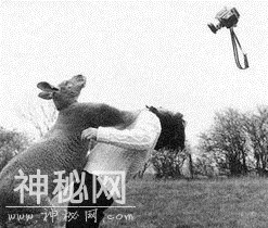 实拍：人类闯入动物的世界，动物的表现让他们尴尬不已-3.jpg