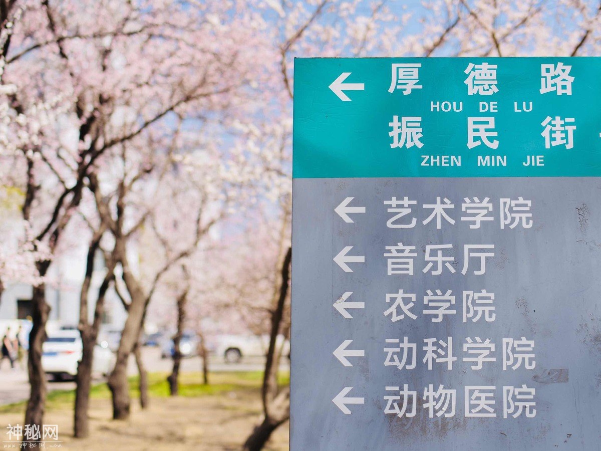 图虫人文摄影：校园春韵-6.jpg