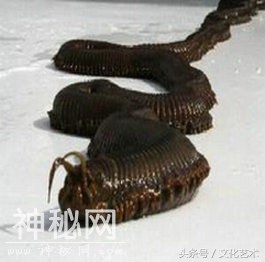 地球上最恶心的动物-1.jpg