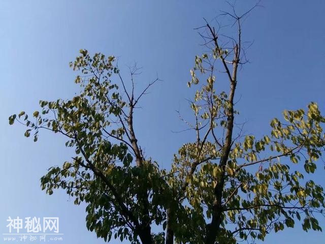 12岁女孩在山里待了两个月，回到家里发现继母变成了老婆婆-2.jpg