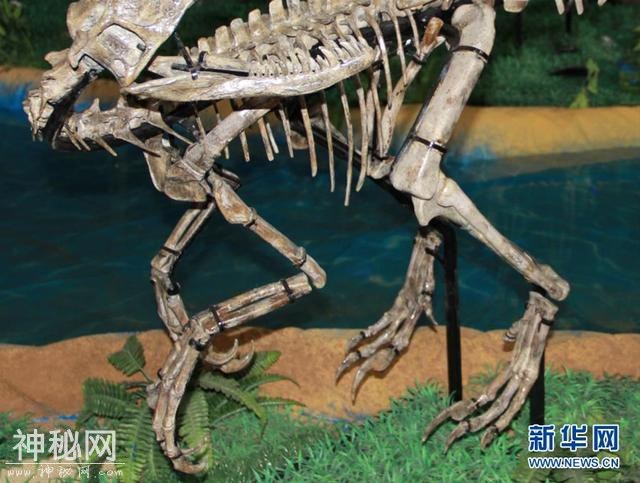 山东诸城发现小型兽脚类恐龙“赵氏怪脚龙”-1.jpg