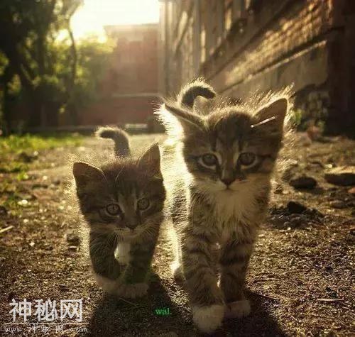 难得一见，动物们爱的瞬间，送给最爱的朋友！-17.jpg