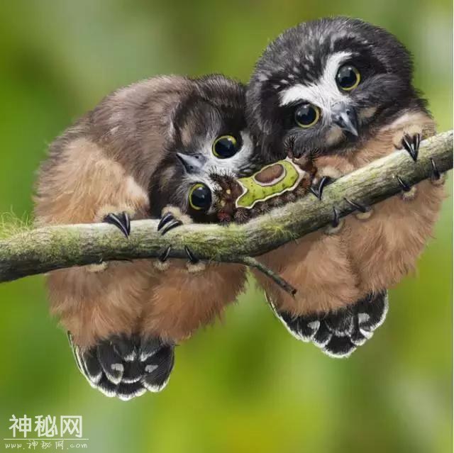 难得一见，动物们爱的瞬间，送给最爱的朋友！-11.jpg