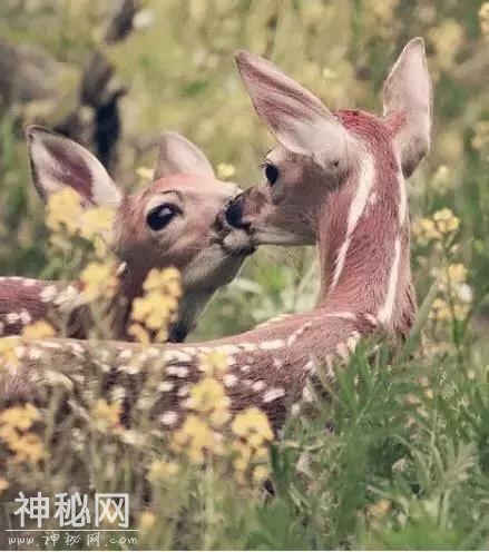 难得一见，动物们爱的瞬间，送给最爱的朋友！-26.jpg