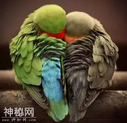 难得一见，动物们爱的瞬间，送给最爱的朋友！-27.jpg