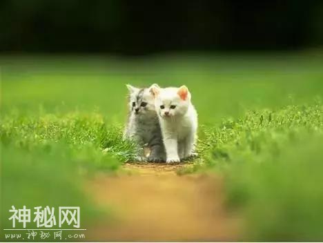 难得一见，动物们爱的瞬间，送给最爱的朋友！-38.jpg