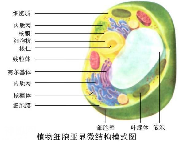 生命起源：细胞和病毒-2.jpg
