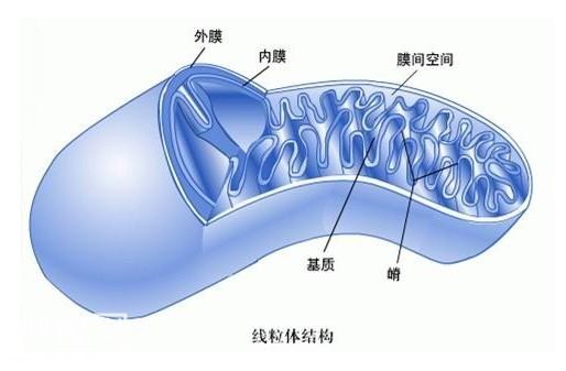 生命起源：细胞和病毒-9.jpg