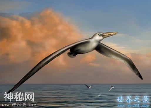 这些动物放在中国，只够吃一顿的-11.jpg