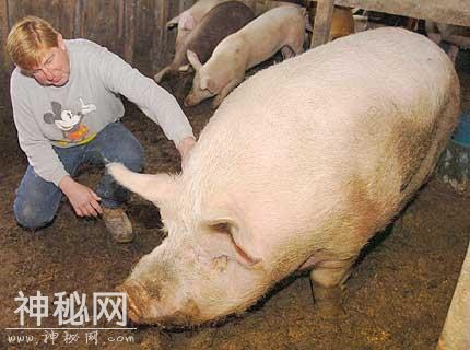 这些动物放在中国，只够吃一顿的-20.jpg