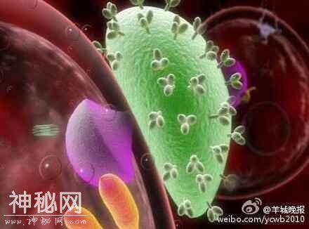 港大成功研发新抗体药物 能预防和清除艾滋病病毒-3.jpg