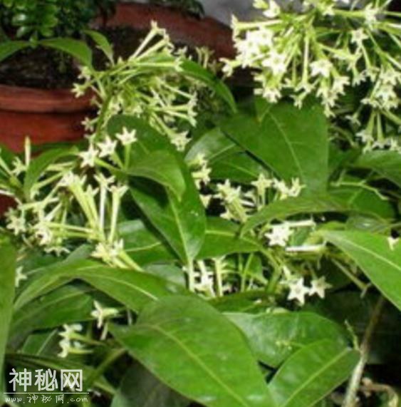 聪明人都知道家里不能养这些花，才知道会让身体越来越差-3.jpg