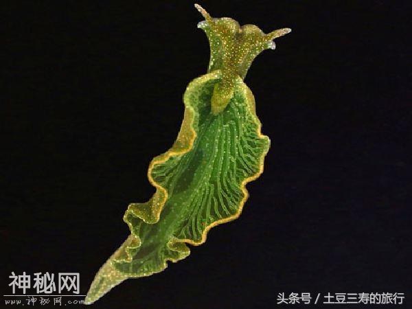 今天抓的两只海生物终于知道叫什么了，海蛞蝓，海兔科-2.jpg