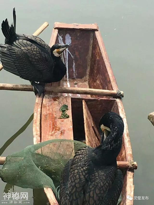 首届“印象浍塘沟”鸬鹚捕鱼民俗文化节在灵璧隆重开幕了-17.jpg