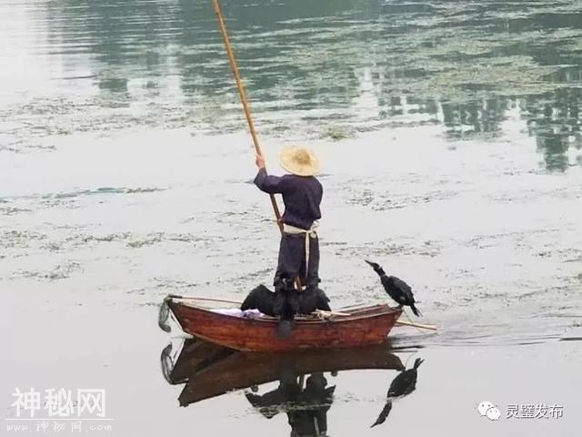首届“印象浍塘沟”鸬鹚捕鱼民俗文化节在灵璧隆重开幕了-13.jpg