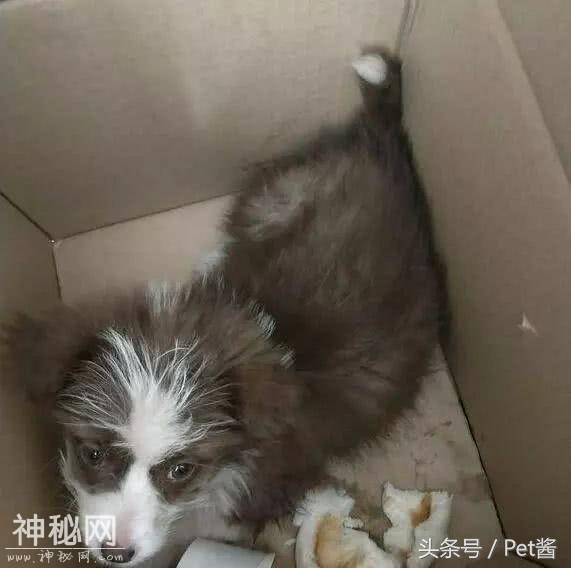 早上准备出门上班，不料门口摆着个纸箱，打开后竟发现是只狗狗-2.jpg