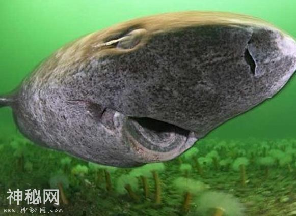 尼斯湖的水怪，不得不防！-1.jpg