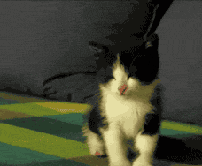 搞笑GIF：站着打瞌睡的小萌猫-1.jpg