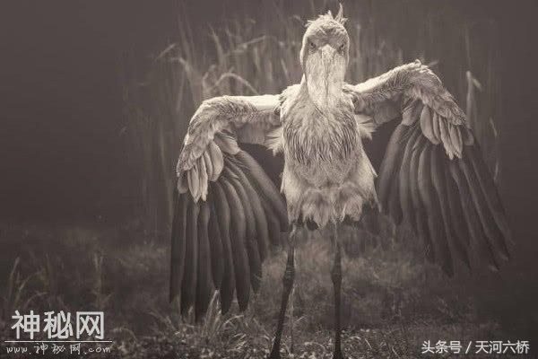 心理测试：4种动物，你认为哪种最凶残？测你讨人喜欢的性格是？-3.jpg
