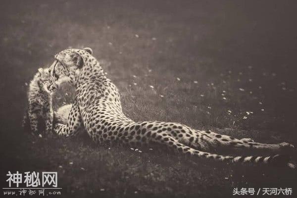 心理测试：4种动物，你认为哪种最凶残？测你讨人喜欢的性格是？-2.jpg