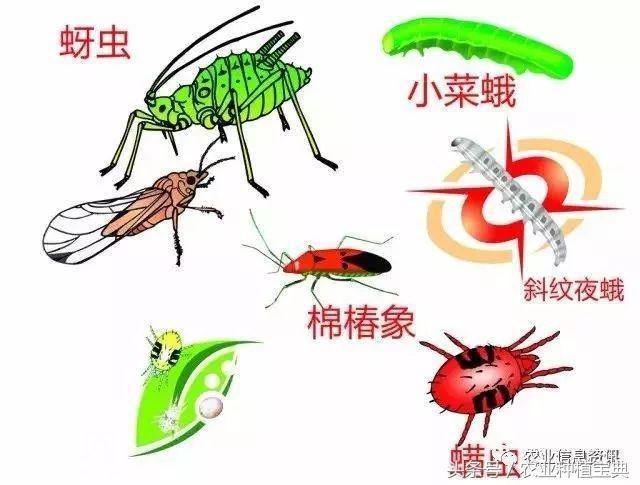 药剂｜生物农药，害虫的无形杀手——核型多角体病毒-3.jpg