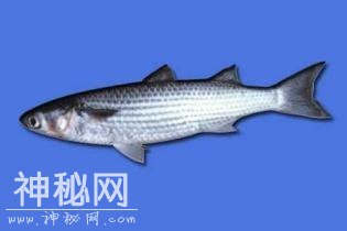 家乡民俗风物之：水产——子鱼、鲍鱼、紫菜、砺房、江珧柱-1.jpg