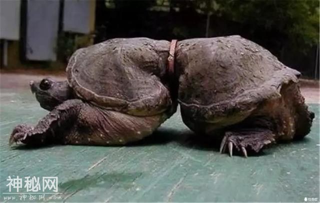 镜头下：一组环境污染对动物造成触目惊心伤害的画面-6.jpg