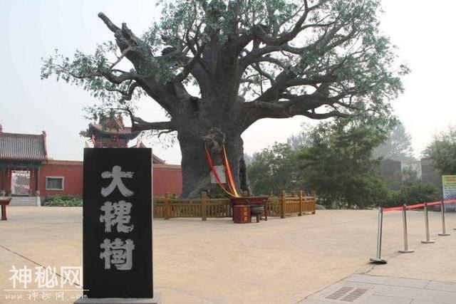 民俗故事 “洪洞老槐树下是咱老家”-3.jpg