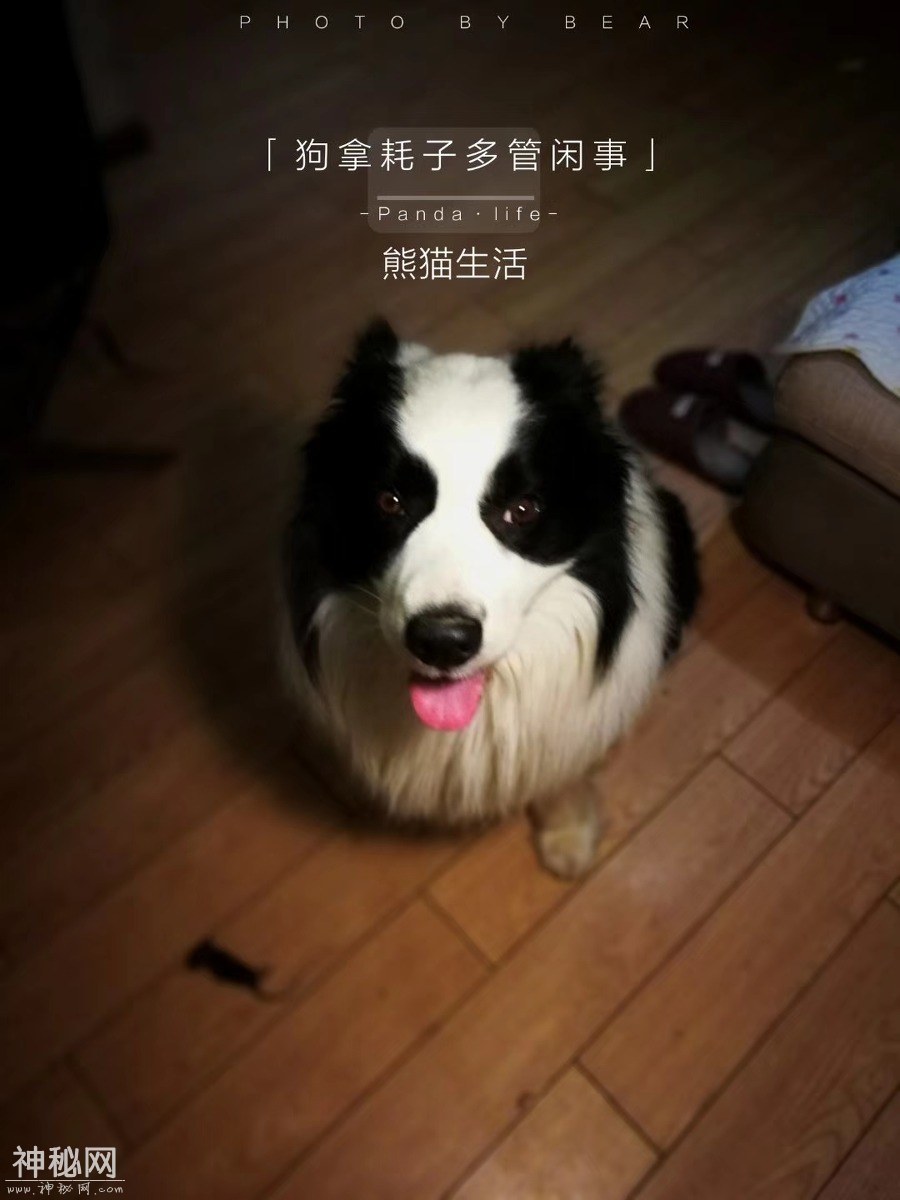 图虫人文摄影：发点熊猫的老图-2.jpg