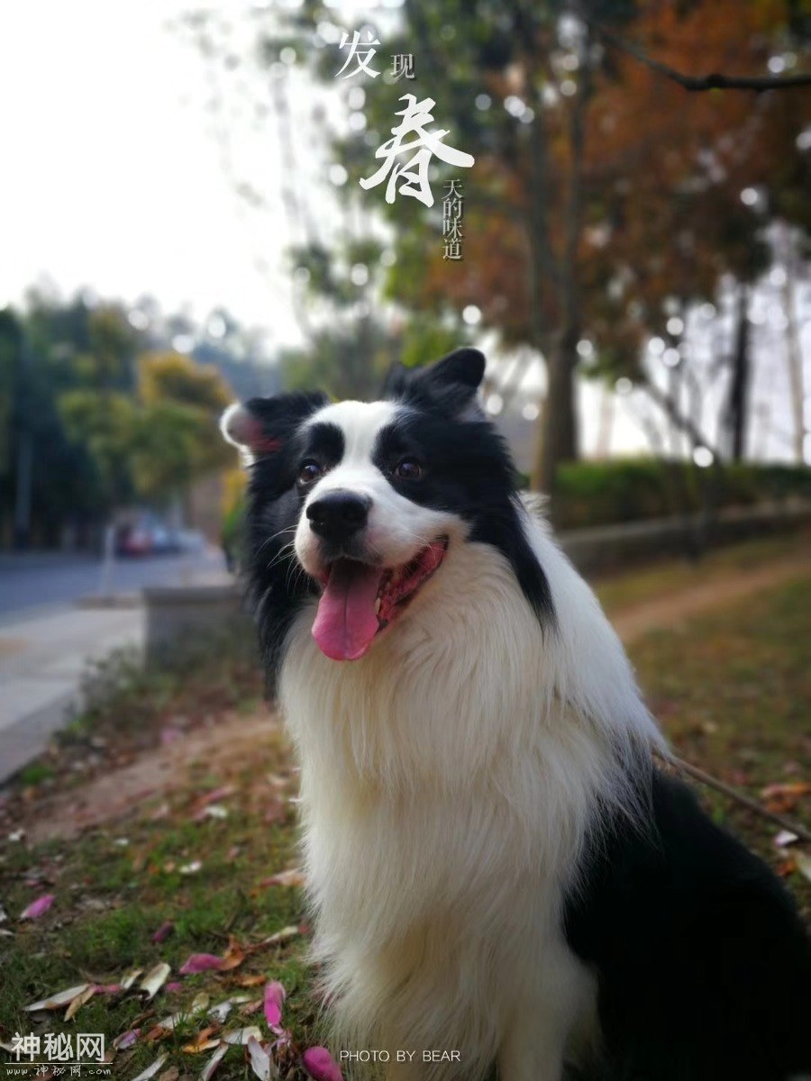 图虫人文摄影：发点熊猫的老图-3.jpg